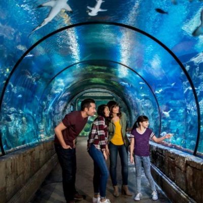 Shark Reef Aquarium At Mandalay Bay Ticket Prices Hours 2020