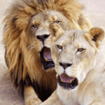 This is a picture of a male and a female adult lion at the Lion Habitat Ranch in Henderson Nevada