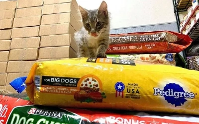 This is a cat sitting on top of bags of food at the Las Vegas Animal Foundation Pet Food Pantry