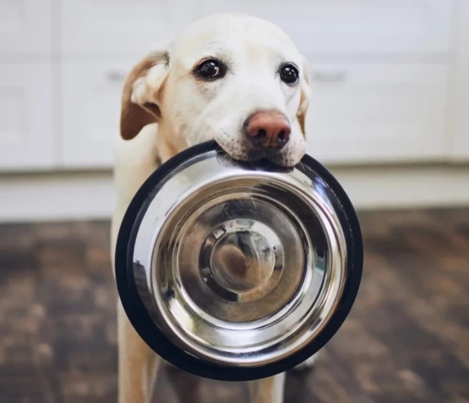 A dog with her bowl at a Las Vegas Pet Food Pantry