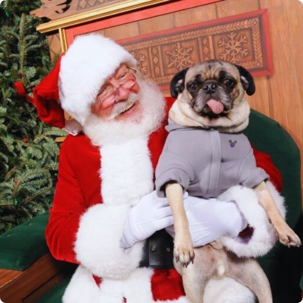 Pet Parties with Santa at The District